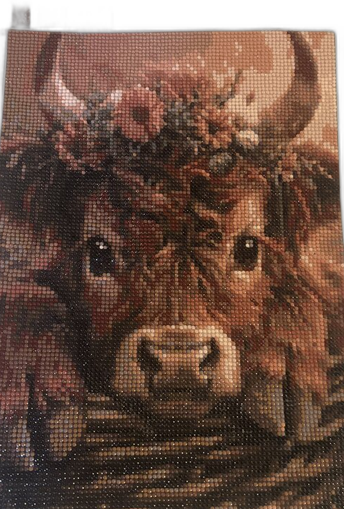 Highland Cow